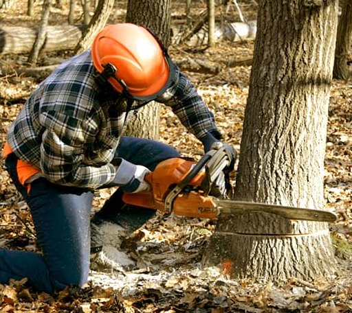 Tree Removal in Brentwood, TN